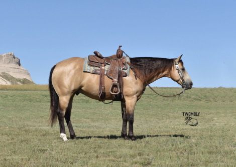 HorseID: 2307074 JC Rey - PhotoID: 1090929