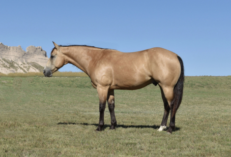 HorseID: 2307074 JC Rey - PhotoID: 1090930