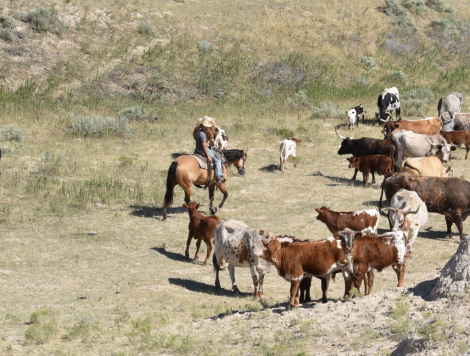 HorseID: 2307074 JC Rey - PhotoID: 1090931