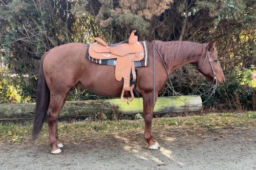 HorseID: 2307075 Winchester - PhotoID: 1090933
