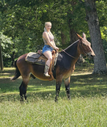 HorseID: 2307076 DONKEY - PhotoID: 1090935