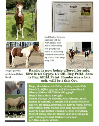 HorseID: 2307077 Aristocratic Romeo - PhotoID: 1090936