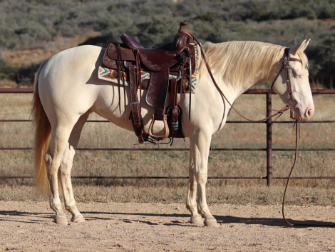 HorseID: 2307078 STOPPING BARBIE - PhotoID: 1090937