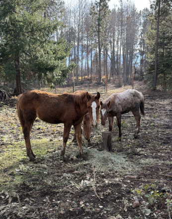 HorseID: 2307082 Blaze - PhotoID: 1090941