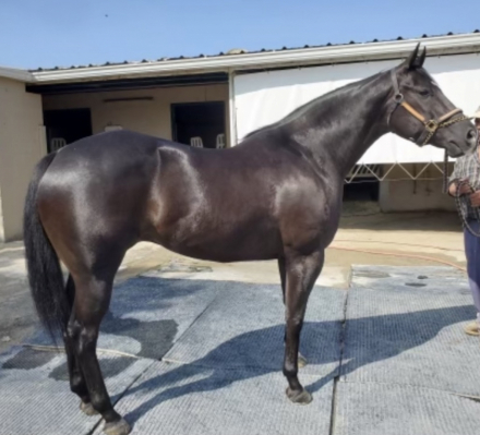 HorseID: 2307087 Stable Genius - PhotoID: 1091039