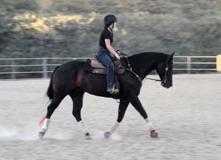 HorseID: 2307087 Stable Genius - PhotoID: 1091041