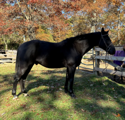 HorseID: 2307088 Falkon - PhotoID: 1091177