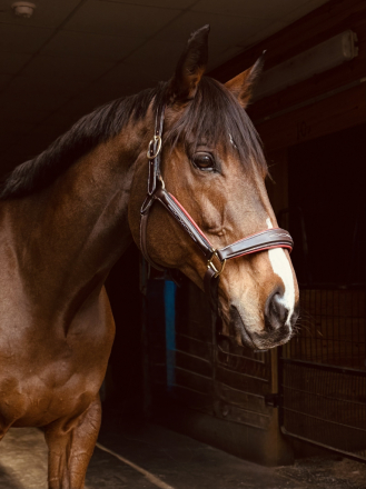 HorseID: 2307092 Colby / DS Advantage - PhotoID: 1090942