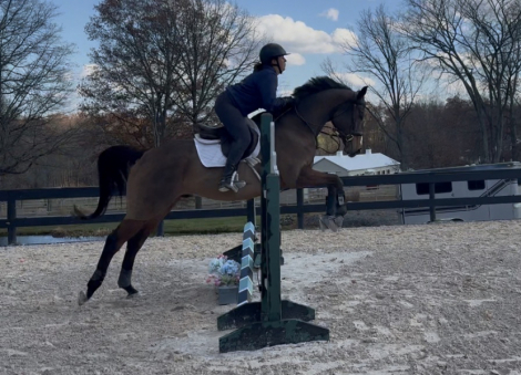 HorseID: 2307092 Colby / DS Advantage - PhotoID: 1090943