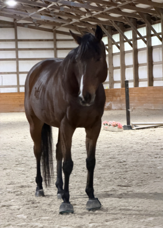 HorseID: 2307092 Colby / DS Advantage - PhotoID: 1090944