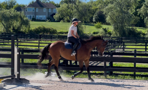 HorseID: 2307092 Colby / DS Advantage - PhotoID: 1090945