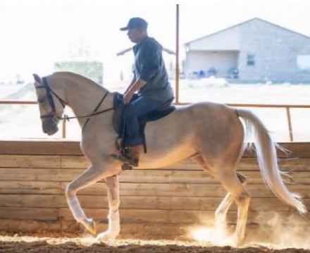 HorseID: 2307100 Carmen Crem Dela Crem - PhotoID: 1090950