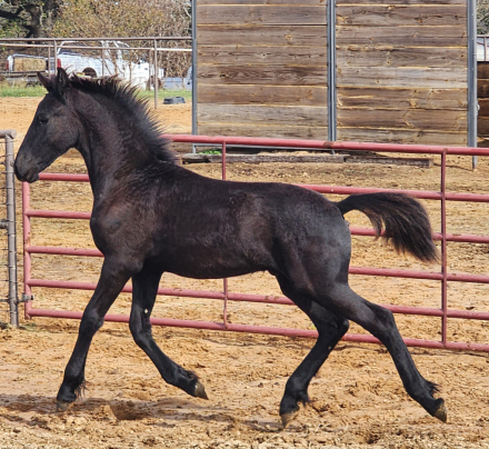 HorseID: 2307101 D-Reuben Von Julius - PhotoID: 1090951