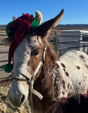 HorseID: 2307103 Blizzard the Spotted Mule - PhotoID: 1090953