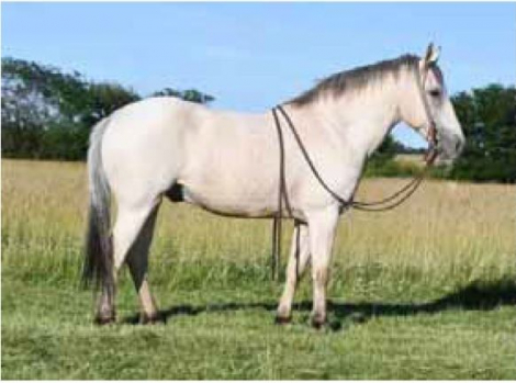 HorseID: 2307104 Brody - PhotoID: 1090956