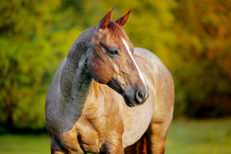 HorseID: 2307106 Stevie Wood - PhotoID: 1090958