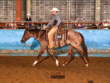 HorseID: 2307106 Stevie Wood - PhotoID: 1090959