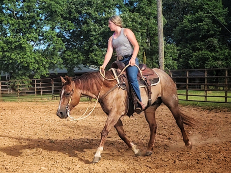 HorseID: 2307106 Stevie Wood - PhotoID: 1090961