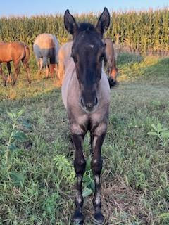 HorseID: 2307110 BRAVOS PRAIRIE STAR - PhotoID: 1090963