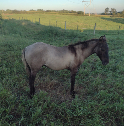 HorseID: 2307110 BRAVOS PRAIRIE STAR - PhotoID: 1090964