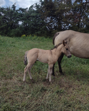 HorseID: 2307110 BRAVOS PRAIRIE STAR - PhotoID: 1090965