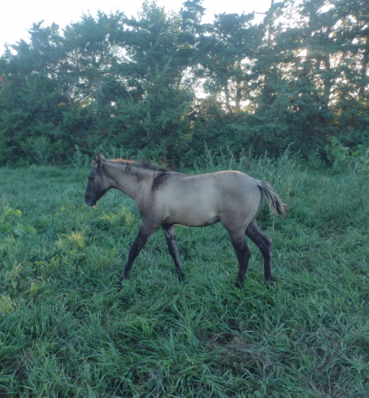 HorseID: 2307110 BRAVOS PRAIRIE STAR - PhotoID: 1090966