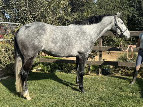 HorseID: 2307112 HARPER - PhotoID: 1090967