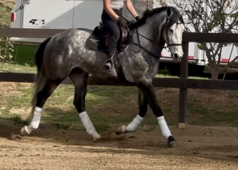 HorseID: 2307112 HARPER - PhotoID: 1090968