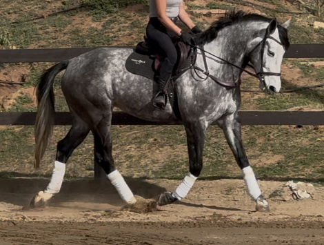 HorseID: 2307112 HARPER - PhotoID: 1090969