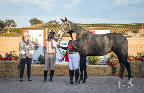 HorseID: 2307112 HARPER - PhotoID: 1090970