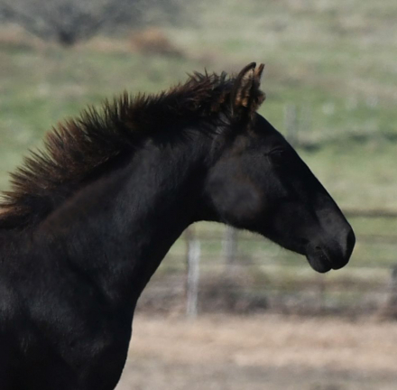 HorseID: 2307115 Azabache WC - Indiano XVIII & Navarre GF grandson - PhotoID: 1090983