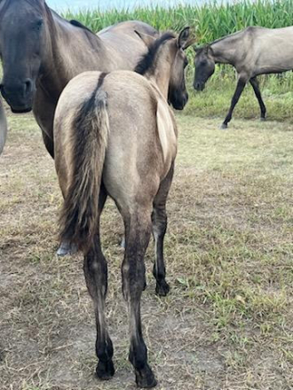 HorseID: 2307122 BRAVOS POCO DENALI - PhotoID: 1090981