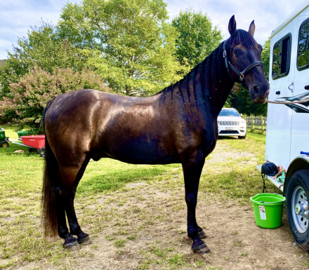 HorseID: 2307123 Charlie - PhotoID: 1090985