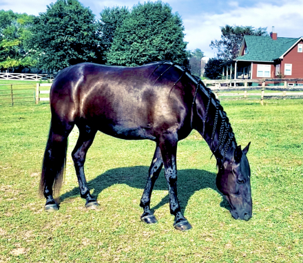 HorseID: 2307123 Charlie - PhotoID: 1090986