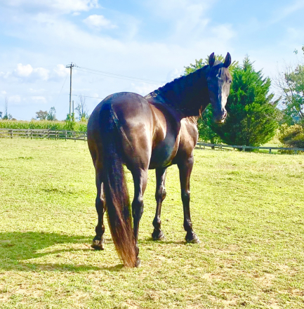 HorseID: 2307123 Charlie - PhotoID: 1090987