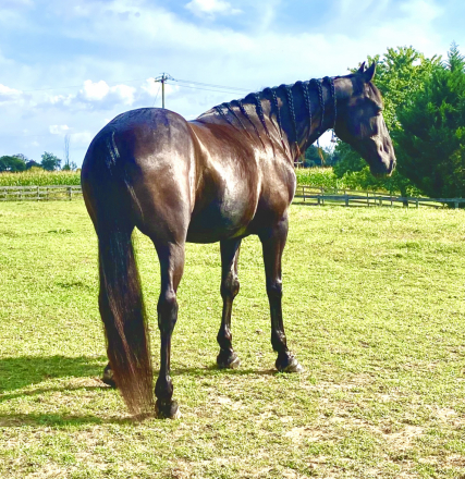 HorseID: 2307123 Charlie - PhotoID: 1090988