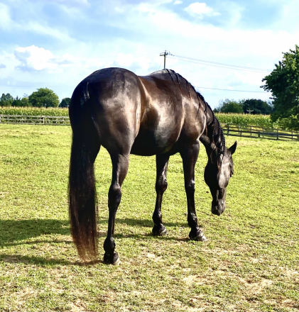 HorseID: 2307123 Charlie - PhotoID: 1090989