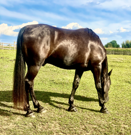 HorseID: 2307123 Charlie - PhotoID: 1090990