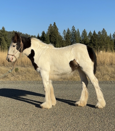 HorseID: 2307125 Golden Oak’s Toasted Sugar - PhotoID: 1090991