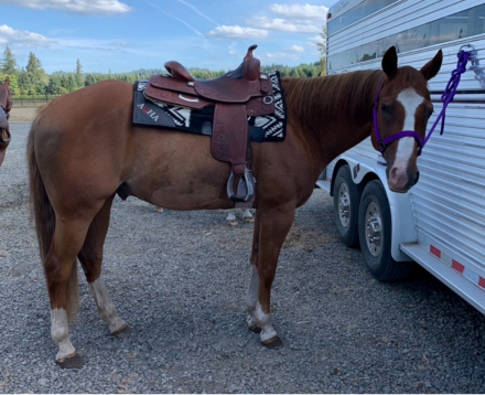 HorseID: 2307131 Give Me The Option - PhotoID: 1090998