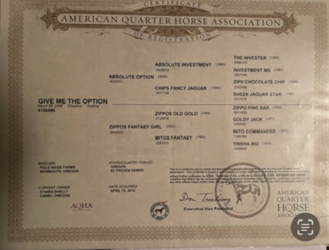 HorseID: 2307131 Give Me The Option - PhotoID: 1090999