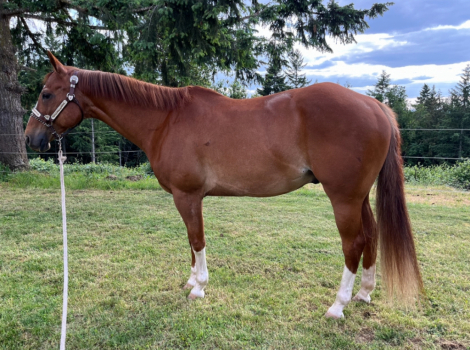 HorseID: 2307131 Give Me The Option - PhotoID: 1091000