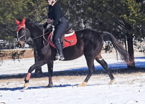 HorseID: 2307132 Black Diamond Rain - PhotoID: 1091003