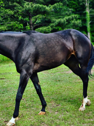 HorseID: 2307132 Black Diamond Rain - PhotoID: 1091004