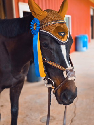 HorseID: 2307132 Black Diamond Rain - PhotoID: 1091006