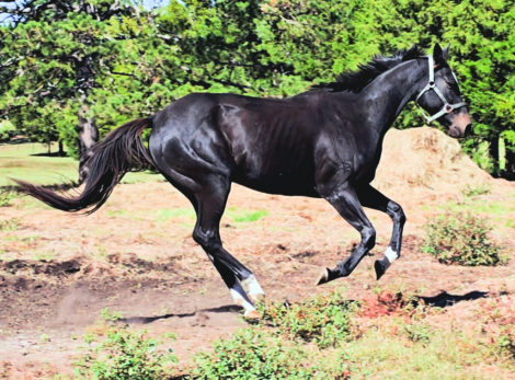 HorseID: 2307132 Black Diamond Rain - PhotoID: 1091008