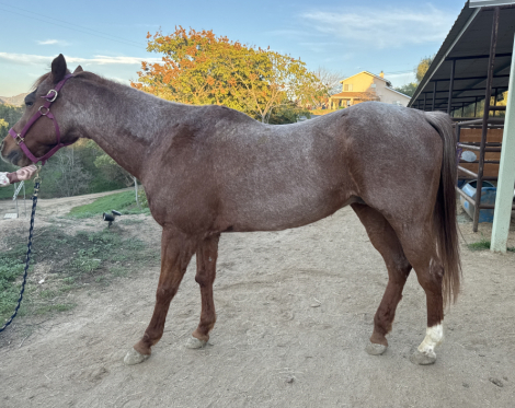 HorseID: 2307137 Copper - PhotoID: 1091014