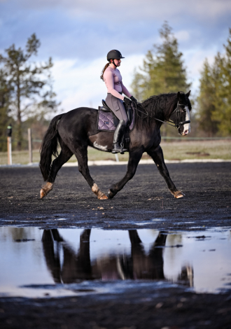 HorseID: 2307141 Rolls Royce - PhotoID: 1091158