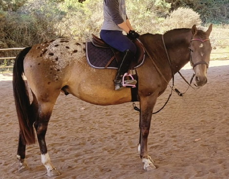 HorseID: 2307144 Tucker - PhotoID: 1091015