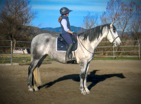 HorseID: 2307148 RC REYNA - PhotoID: 1091016